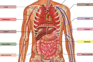 Digestive health and gut-related symptoms